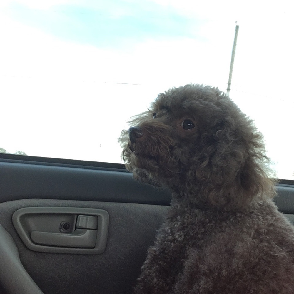 Meet your Posher, Presley